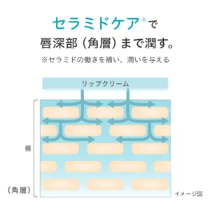 メーカーによるセラミドケアの説明図。角層までの保湿を表すイメージで、実測写真ではありません。図:花王。